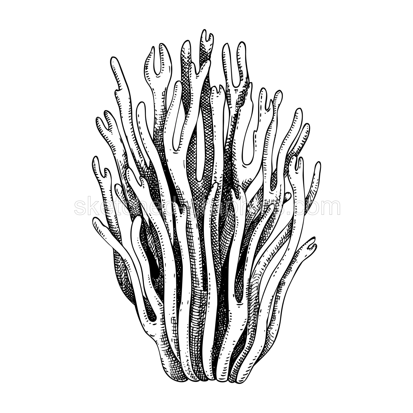 Violet coral mushroom sketch. Magic fungus illustration. Hand drawn forest plant. Magenta coral mushroom drawing isolated on white background. Illustration